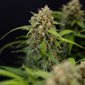 Watermelon Candy Autoflower (Zamnesia Seeds) Feminiserade