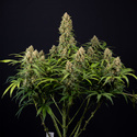 Watermelon Candy Autoflower (Zamnesia Seeds) Feminiserade