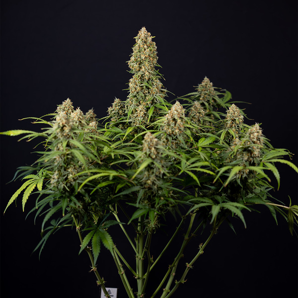 Watermelon Candy Autoflower (Zamnesia Seeds) Feminiserade