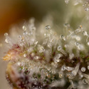 Watermelon Candy Autoflower (Zamnesia Seeds) Feminiserade