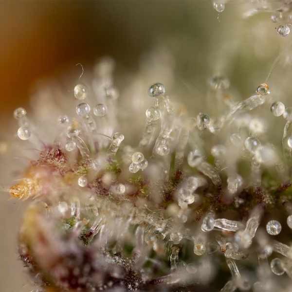 Watermelon Candy Autoflower (Zamnesia Seeds) Feminiserade