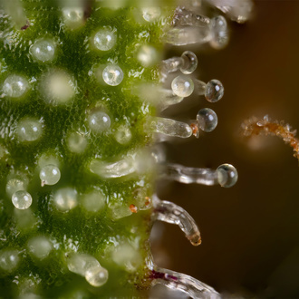 Watermelon Candy Autoflower (Zamnesia Seeds) Feminiserade