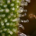 Watermelon Candy Autoflower (Zamnesia Seeds) Feminiserade