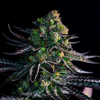 Watermelon Candy (Zamnesia Seeds) Feminiserade