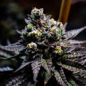 Watermelon Candy (Zamnesia Seeds) Feminiserade