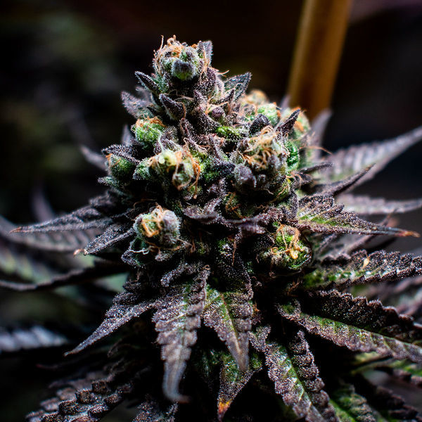 Watermelon Candy (Zamnesia Seeds) Feminiserade