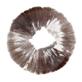 Sportryck Psilocybe cubensis McKennaii