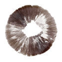 Sportryck av Psilocybe cubensis McKennaii