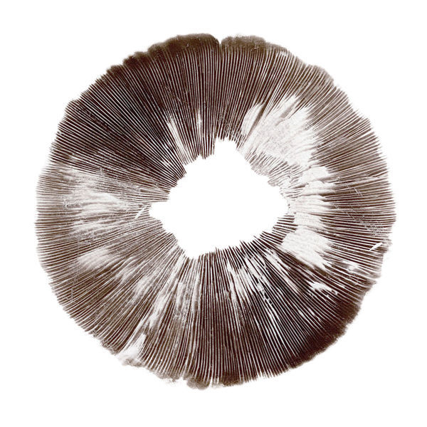 Sportryck av Psilocybe cubensis McKennaii