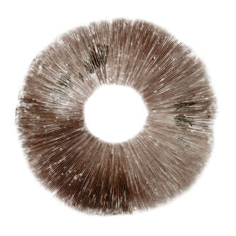 Sportryck av Psilocybe cubensis Ban Hua Thai