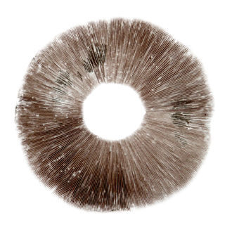 Sportryck av Psilocybe cubensis "Ban Hua Thai"