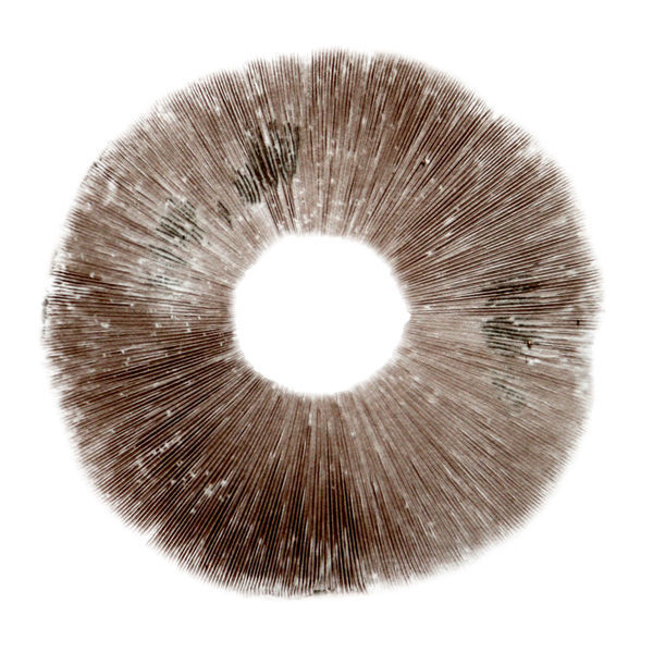 Sportryck av Psilocybe cubensis "Ban Hua Thai"