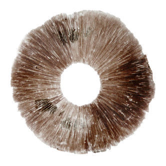 Sportryck Psilocybe cubensis Hawaii (PES)