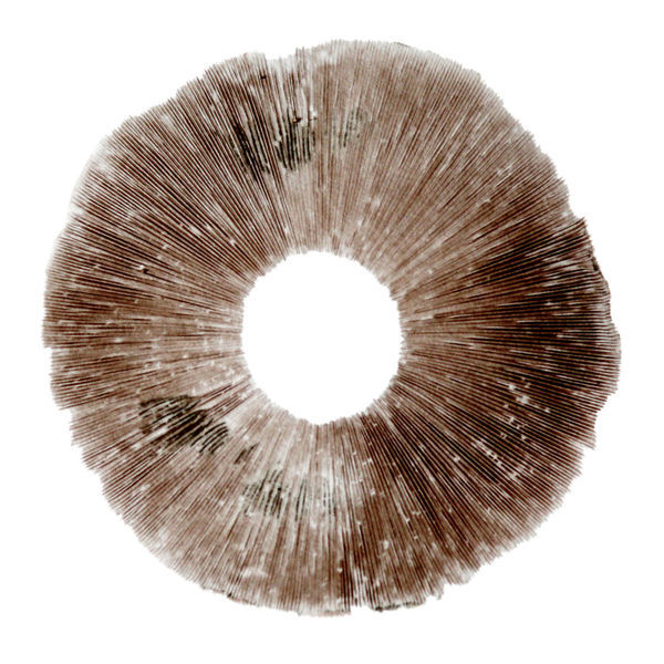 Sportryck Psilocybe cubensis Hawaii (PES)
