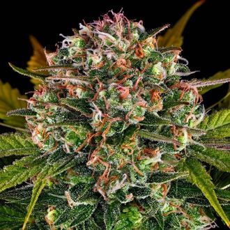 Strawberry Cheesecake Auto (Barney's Farm) Feminiserade