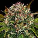 Strawberry Cheesecake Auto (Barney's Farm) Feminiserade