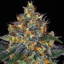 Moby Dick Auto (Barney's Farm) Feminiserade