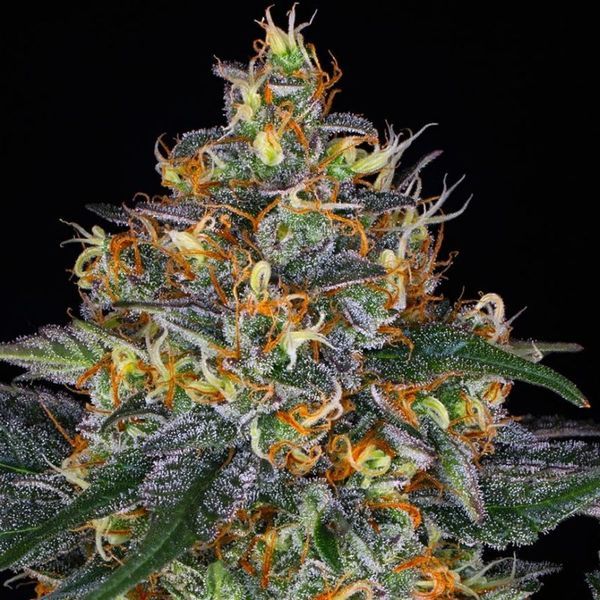Moby Dick Auto (Barney's Farm) Feminiserade