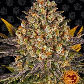 Banana Punch (Barney's Farm) Feminiserade