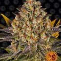 Banana Punch (Barney's Farm) Feminiserade
