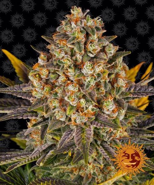 Banana Punch (Barney's Farm) Feminiserade