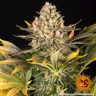Banana Punch (Barney's Farm) feminiserade cannabisfr&ouml;n