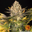 Banana Punch (Barney's Farm) Feminiserade