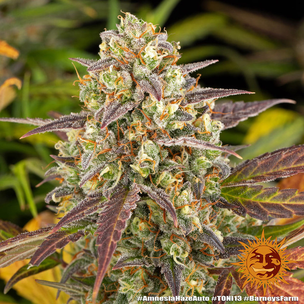 Amnesia Haze Auto (Barney's Farm) Feminiserade