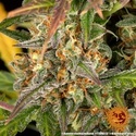 Amnesia Haze Auto (Barney's Farm) Feminiserade