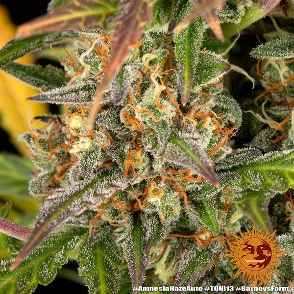 Amnesia Haze Auto (Barney's Farm) Feminiserade