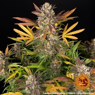 Amnesia Haze Auto (Barney's Farm) Feminiserade