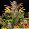 Amnesia Haze Auto (Barney's Farm) Feminiserade