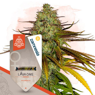 Neon Jungle (Zamnesia Seeds) feminiserade cannabisfr&ouml;n
