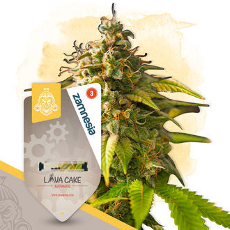 Lava Cake Autoflower (Zamnesia Seeds) Feminiserade