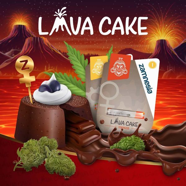 Lava Cake Autoflower (Zamnesia Seeds) Feminiserade