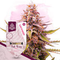 Pink Rozay (Zamnesia Seeds) Feminiserade