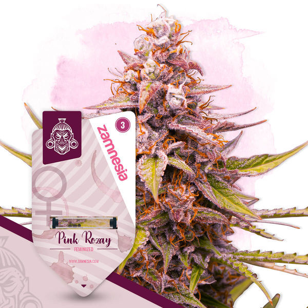 Pink Rozay (Zamnesia Seeds) Feminiserade