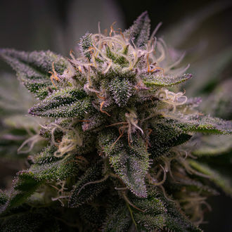Pink Rozay (Zamnesia Seeds) Feminiserade