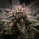 Pink Rozay (Zamnesia Seeds) Feminiserade