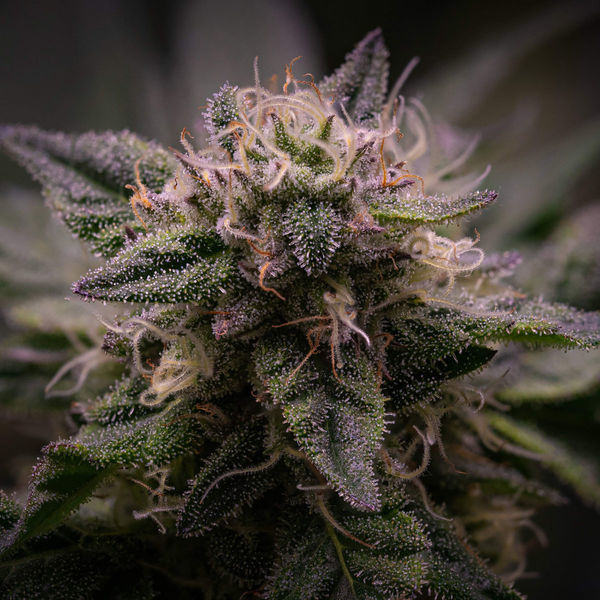 Pink Rozay (Zamnesia Seeds) Feminiserade