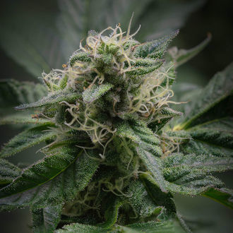Pink Rozay (Zamnesia Seeds) Feminiserade