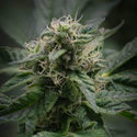 Pink Rozay (Zamnesia Seeds) Feminiserade