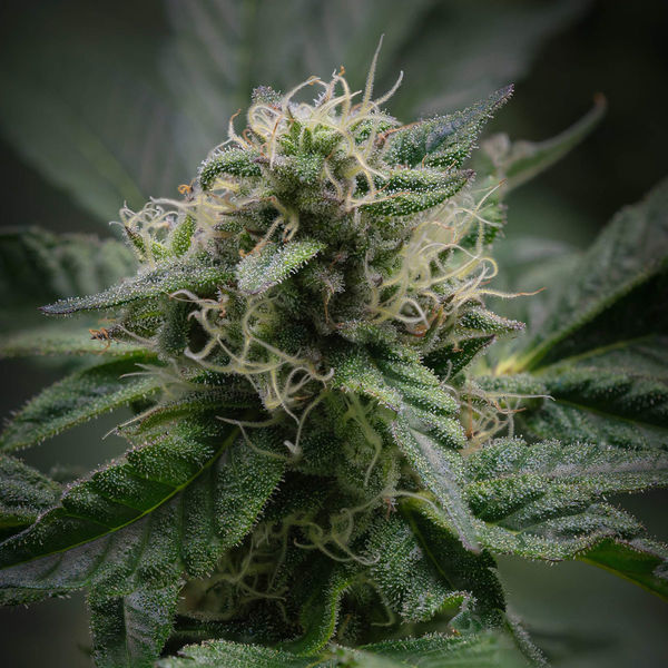 Pink Rozay (Zamnesia Seeds) Feminiserade