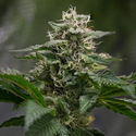 Pink Rozay (Zamnesia Seeds) Feminiserade
