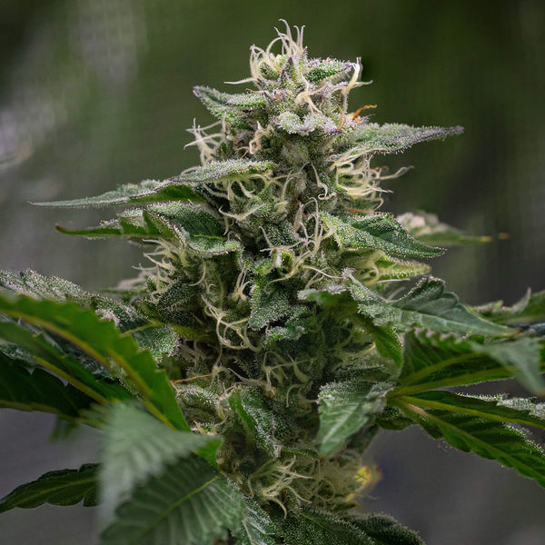 Pink Rozay (Zamnesia Seeds) Feminiserade