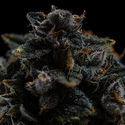 Pink Rozay (Zamnesia Seeds) Feminiserade