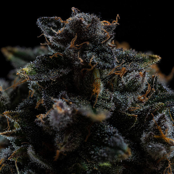 Pink Rozay (Zamnesia Seeds) Feminiserade