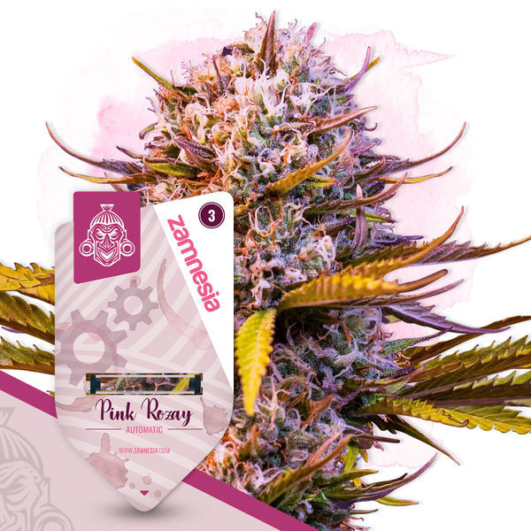Pink Rozay Autoflower (Zamnesia Seeds) Feminiserade