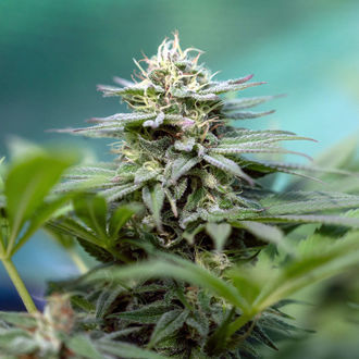 Apple Fritter (Zamnesia Seeds) Feminiserade