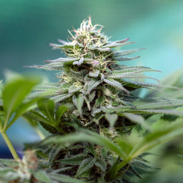 Apple Fritter (Zamnesia Seeds) Feminiserade